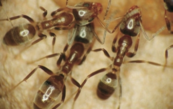 Argentine Ants