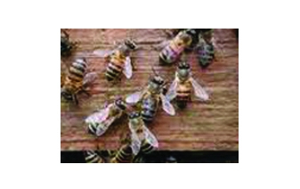 Africanized "Killer" Bees