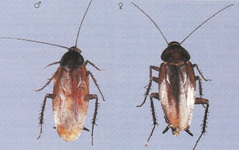 Smokybrown Roaches